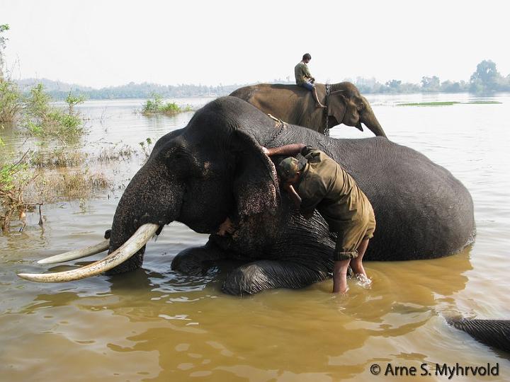 Goa12-Gajanur Wild and Rouge Elephant Training Re-Habitation Center..jpg
